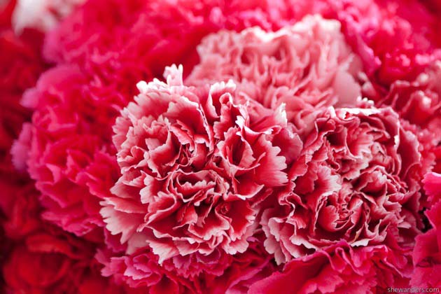 carnation florals